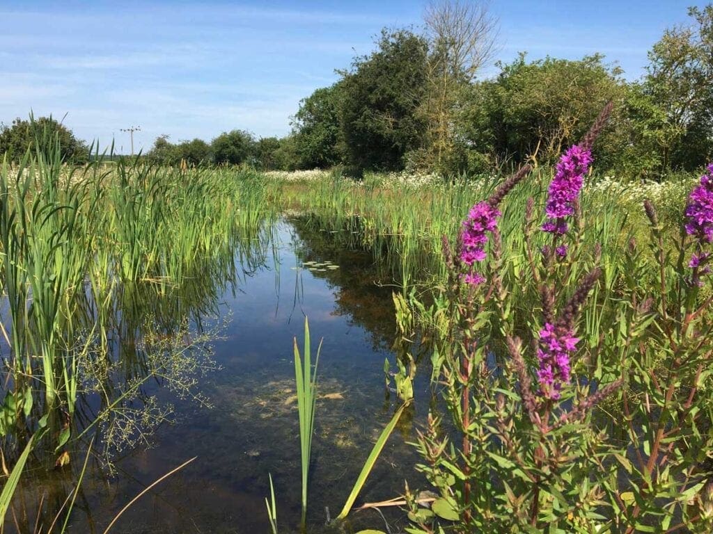 HS2: Webinar on new habitats for local wildlife in the West Midlands