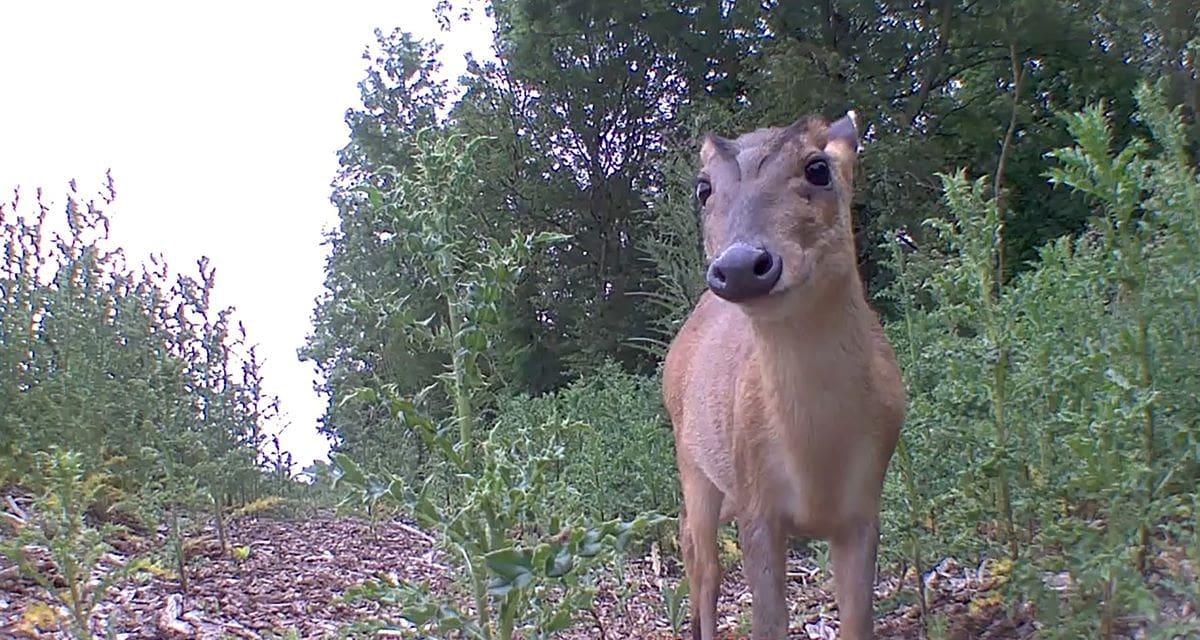 LNER and Network Rail innovate to deter deer from railway tracks The